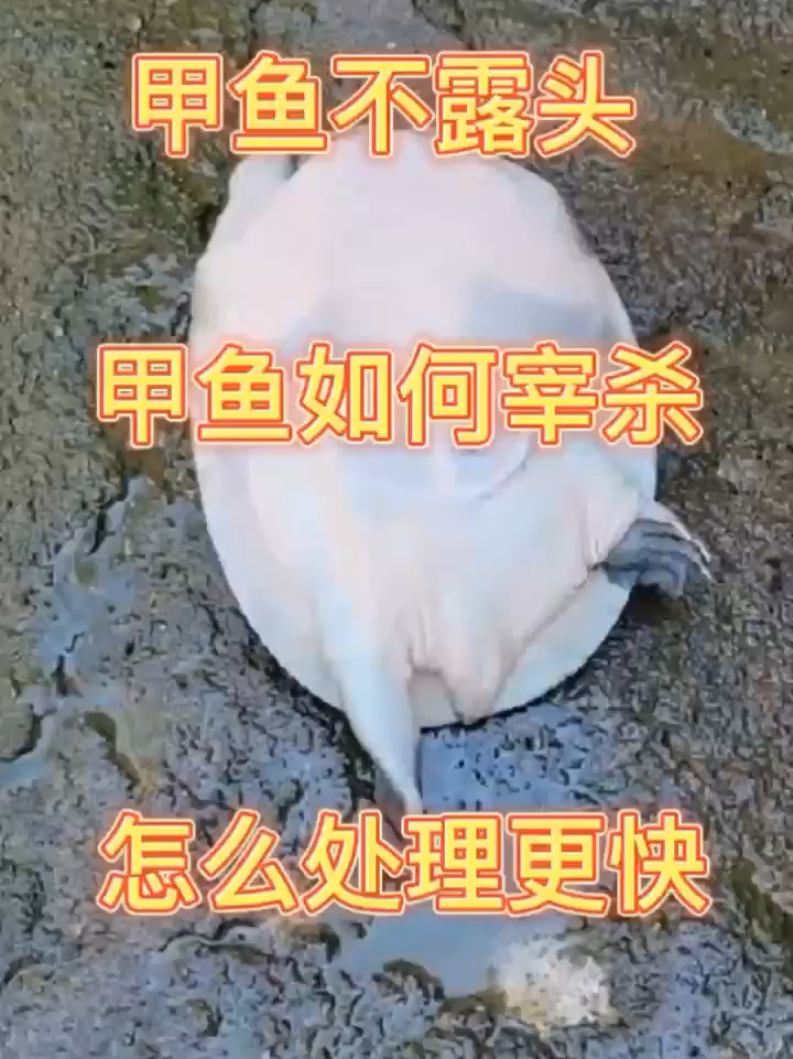 干货 教你怎么处理甲鱼