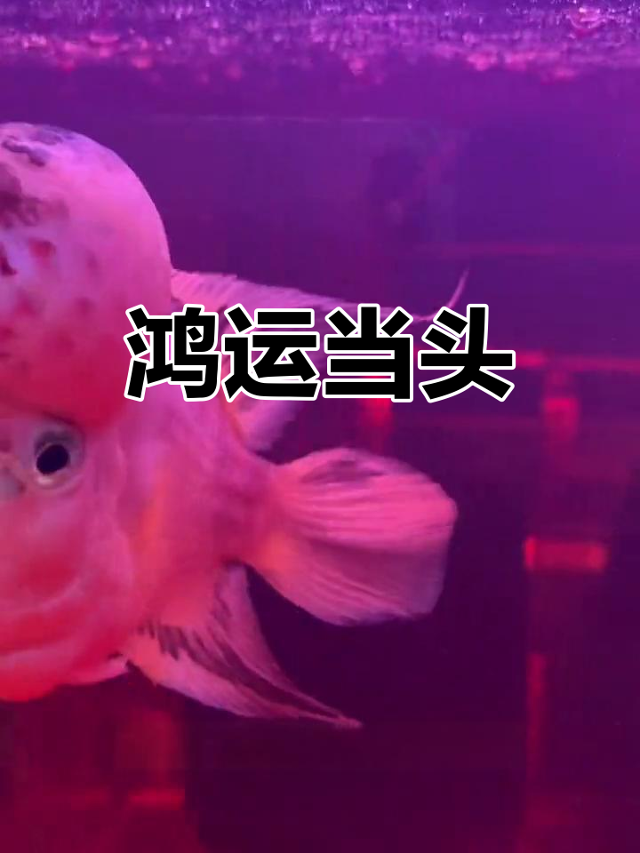罗汉头爆,好运连连!点个赞,让财运滚滚来
