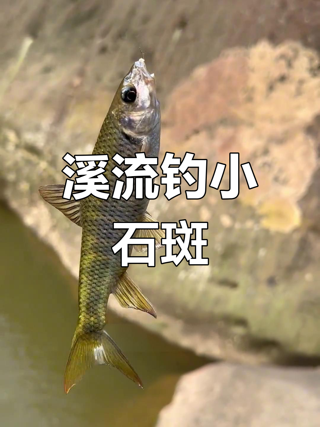 小溪钓石斑鱼,竟然生吃了!