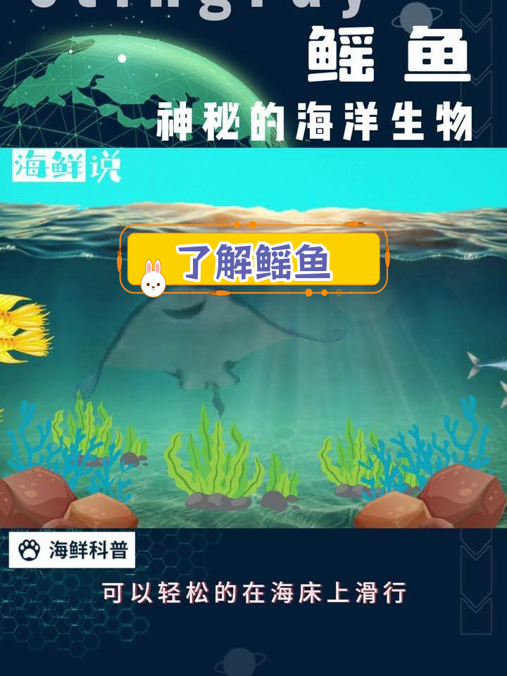 鳐鱼:神秘海洋生物揭秘