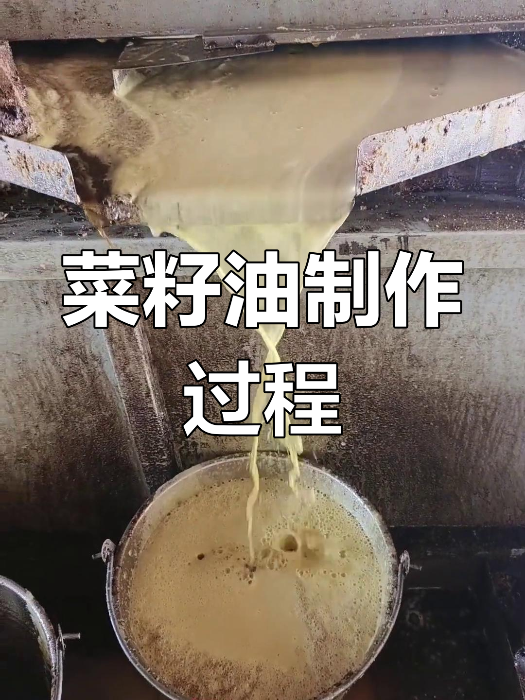 菜籽油生产揭秘:从原料到成品的精细工艺