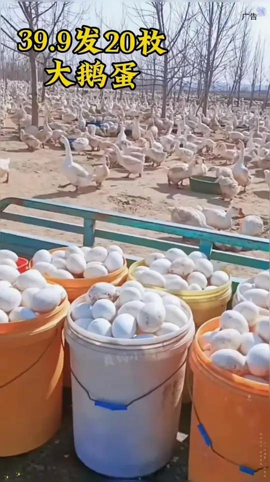 这个农家散养的土鹅蛋,都是当天现捡现发的很新鲜!个头也很大,吃起来Q弹又香!很有营养的土鹅