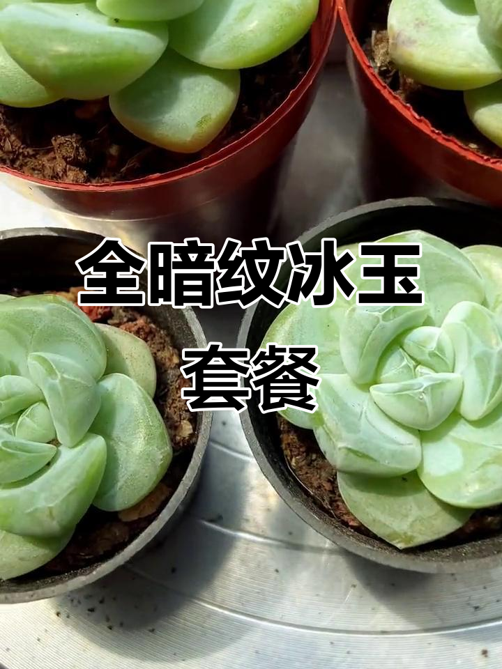 冰翡翠三二一组合套餐,全暗纹多肉植物基地直发