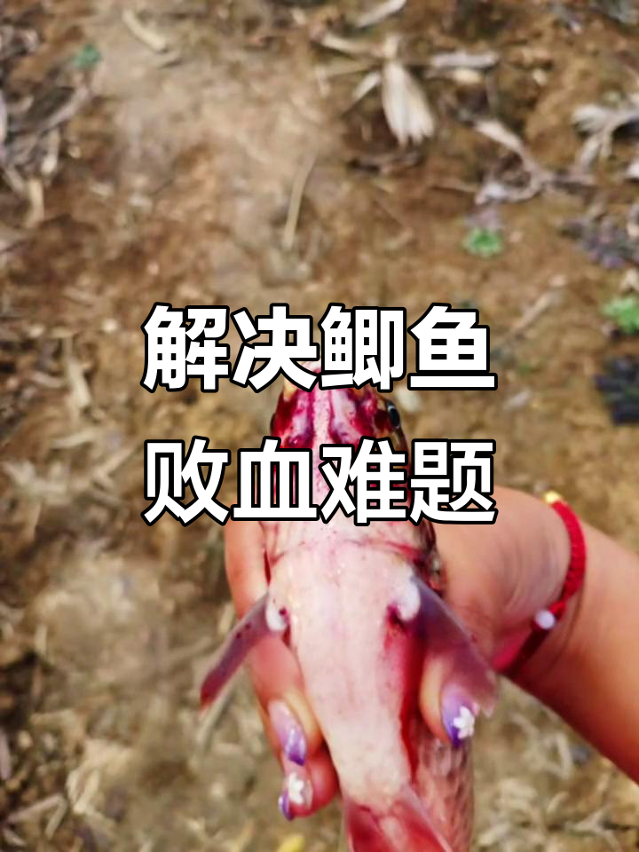 鲫鱼败血症高发,眼球突出、烂身严重怎么办?