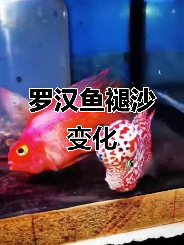 火凤罗汉鱼退沙全过程揭秘,如何影响观赏价值