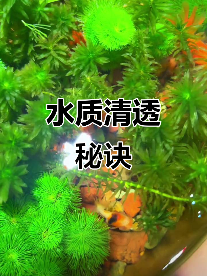 古法养鱼,火山石与水草搭配,让水质清澈如镜