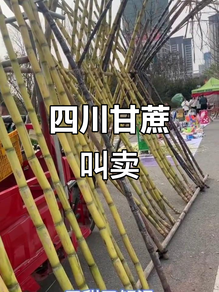 四川甘蔗叫卖声,听了就上瘾!