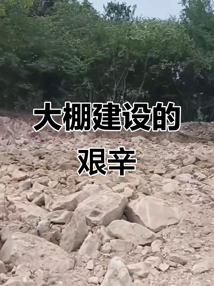 回顾三年蛋鸡大棚建设,汗水与坚持铸就成果