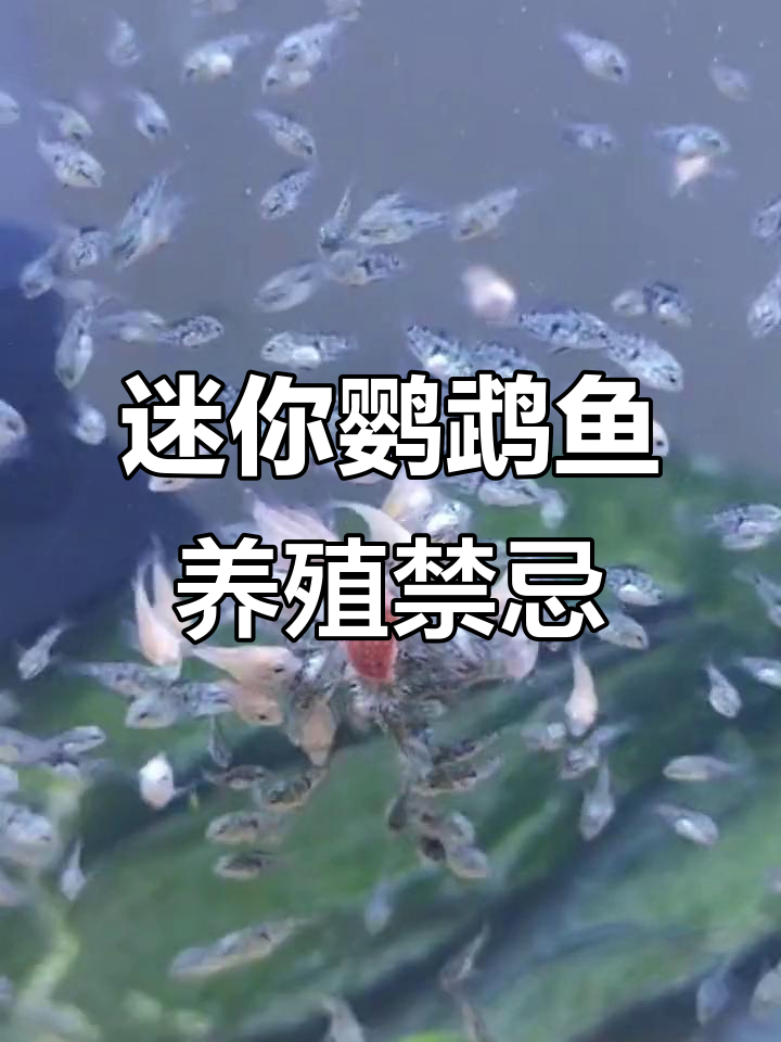 养迷你鹦鹉鱼的十大禁忌,避免这些常见问题