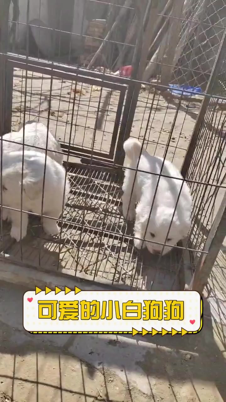 可爱的小白狗狗