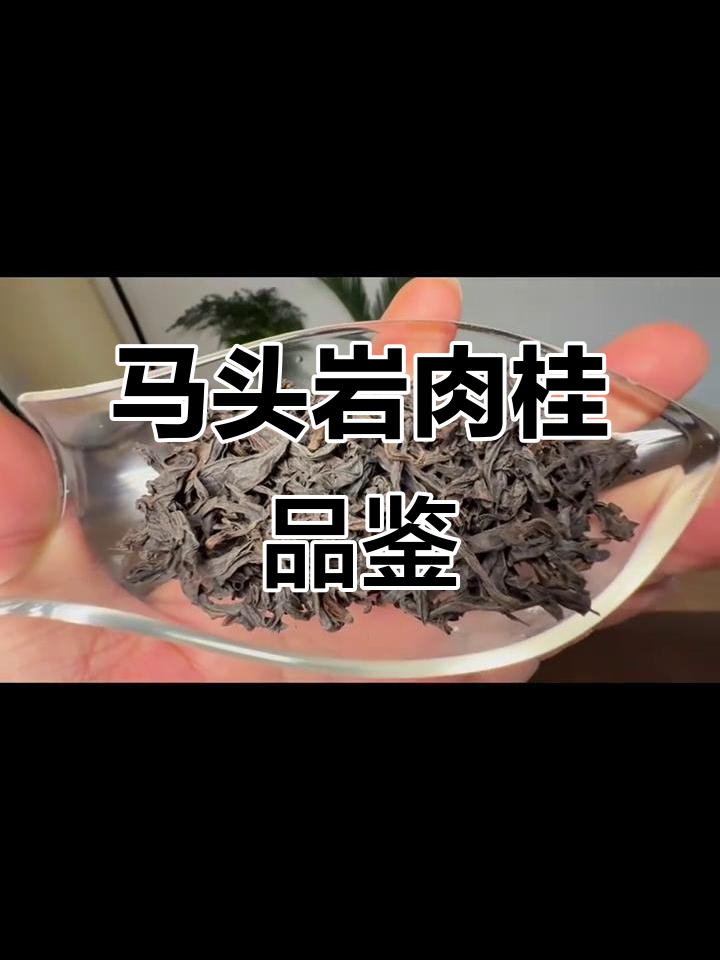 溪谷留香马头岩肉桂:武夷岩茶的独特魅力与人生感悟