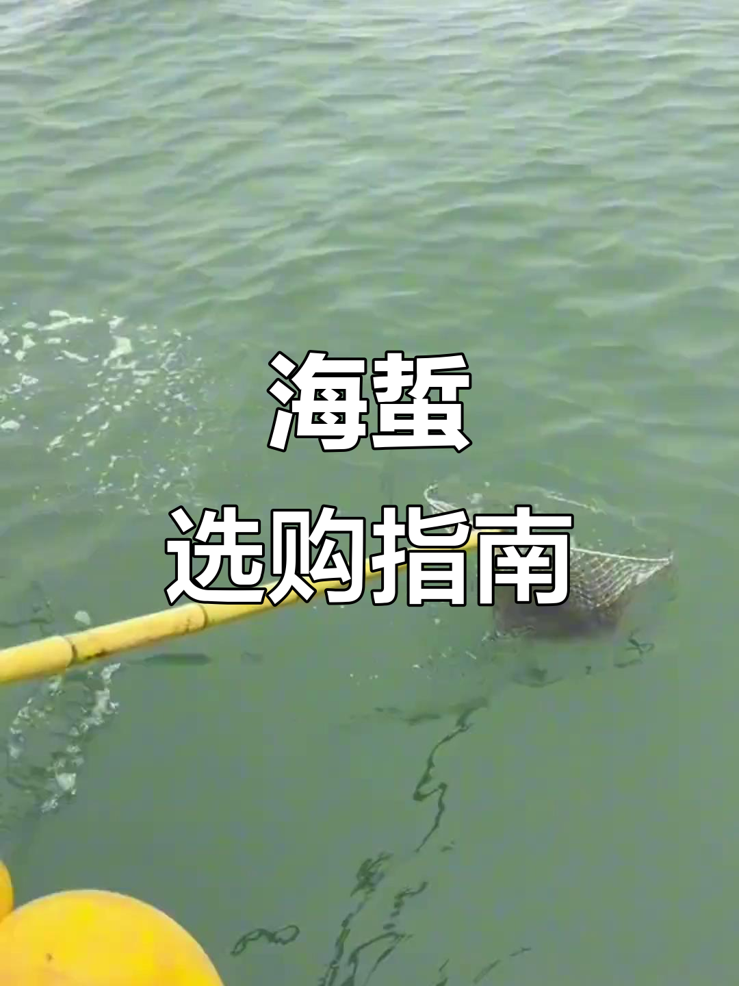 海蜇选购与保存全攻略,浸泡时间有讲究!