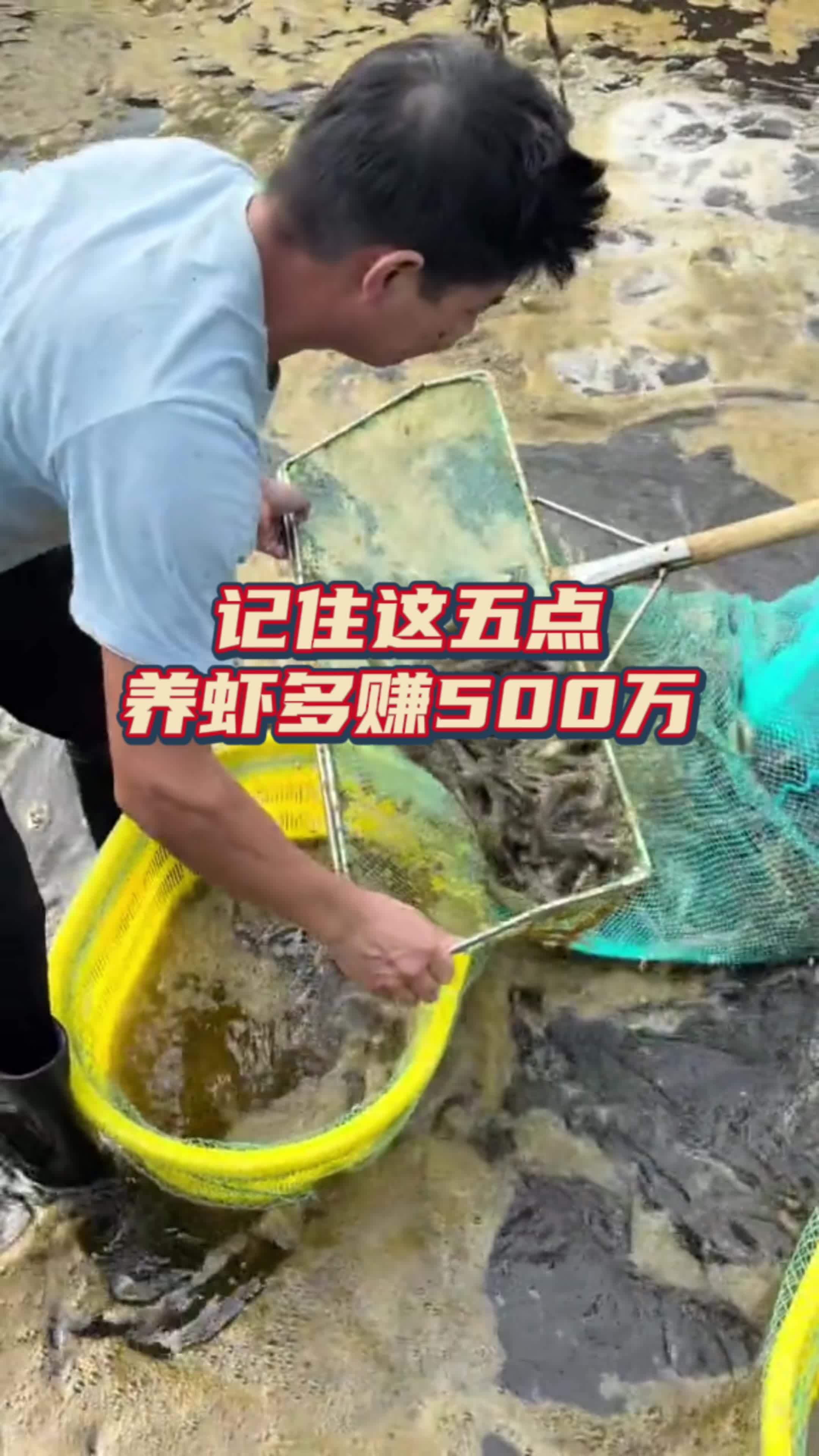 对虾养殖,记住这五点,多赚500万!鱼虾蟹养殖 南美白对虾 高密度养殖 水产养殖技术