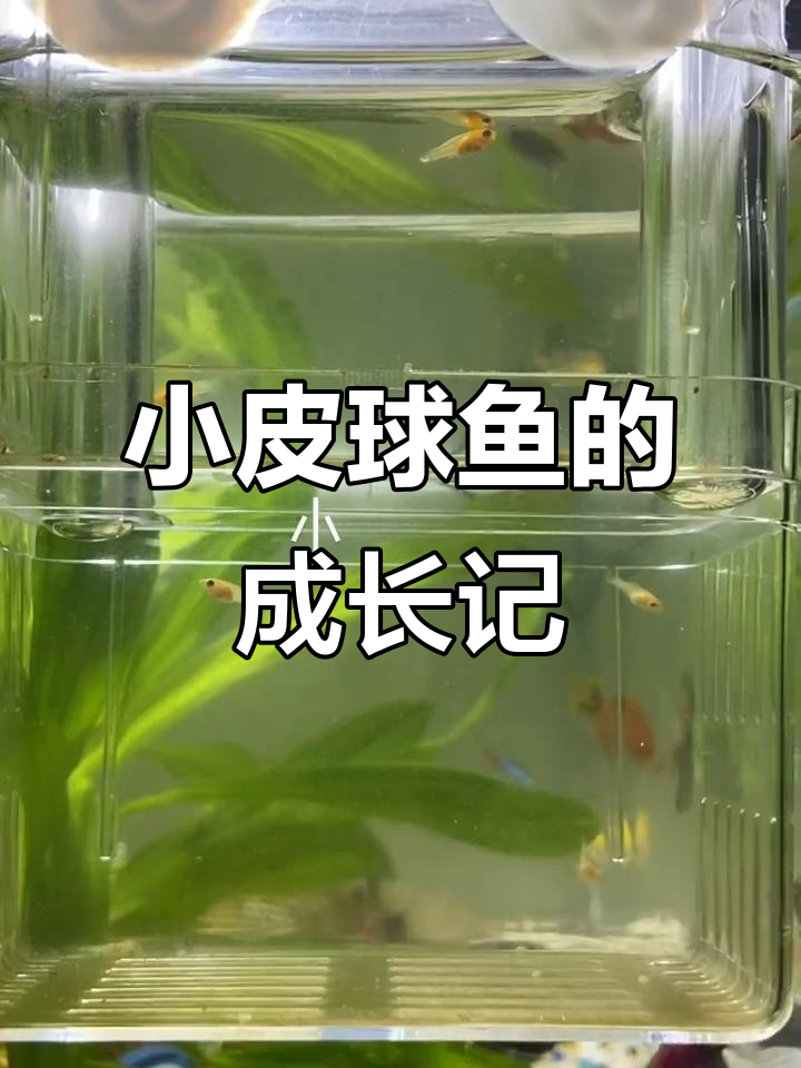 皮球鱼崽崽从出生到长大的全过程,超萌!