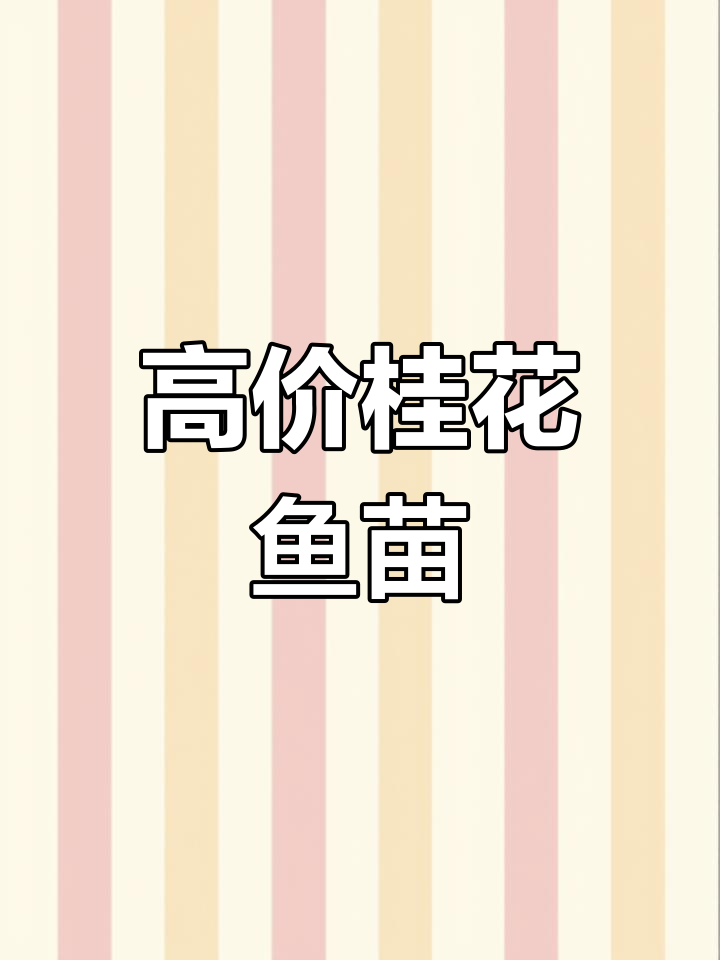 桂花鱼苗价格走高,养殖前景如何?