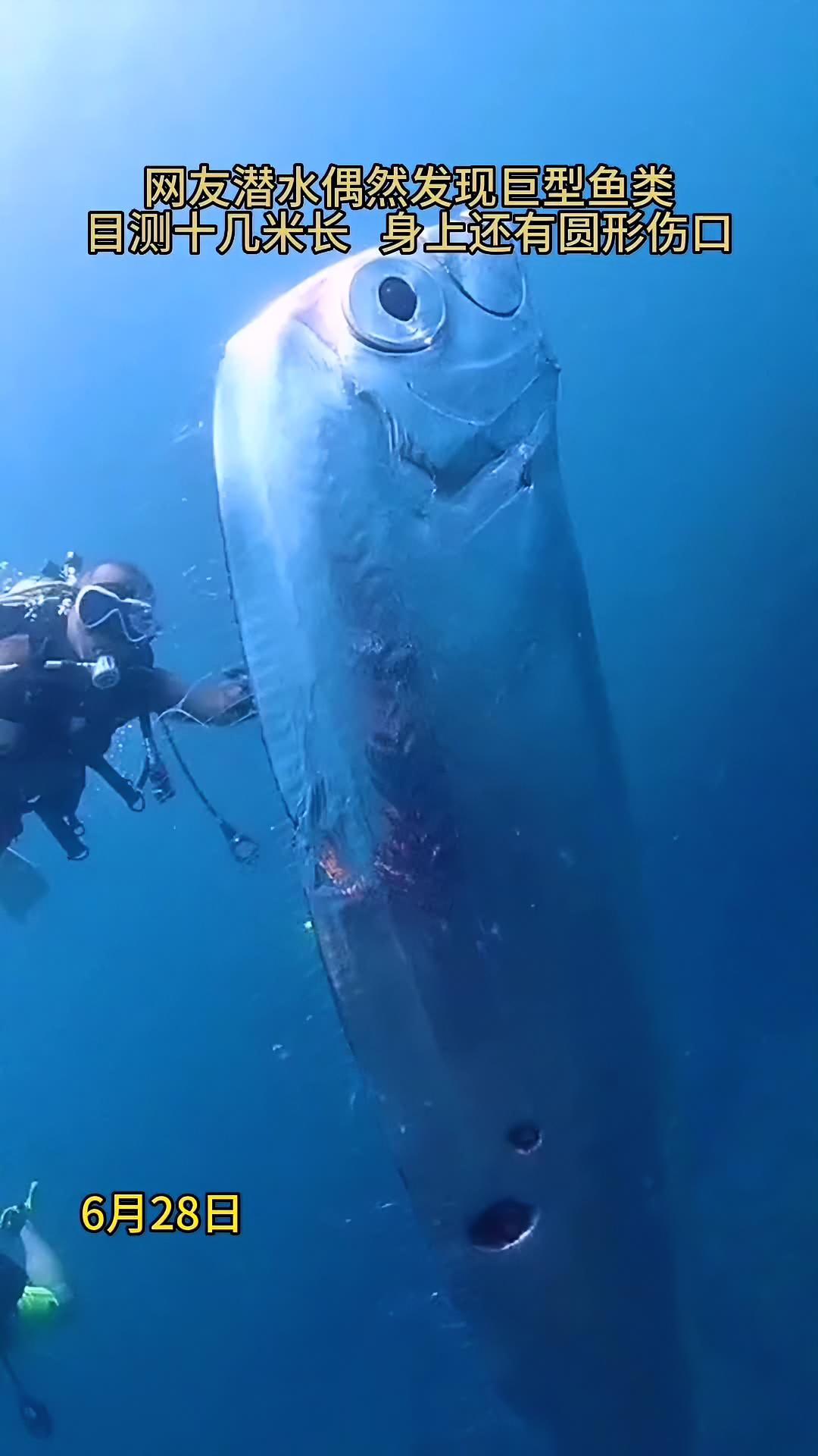 网友潜水偶然发现巨型鱼类,目测十几米长 身上还有圆形伤口