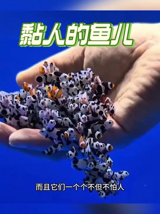 个头不大还黏人的鱼儿,这就是小丑鱼