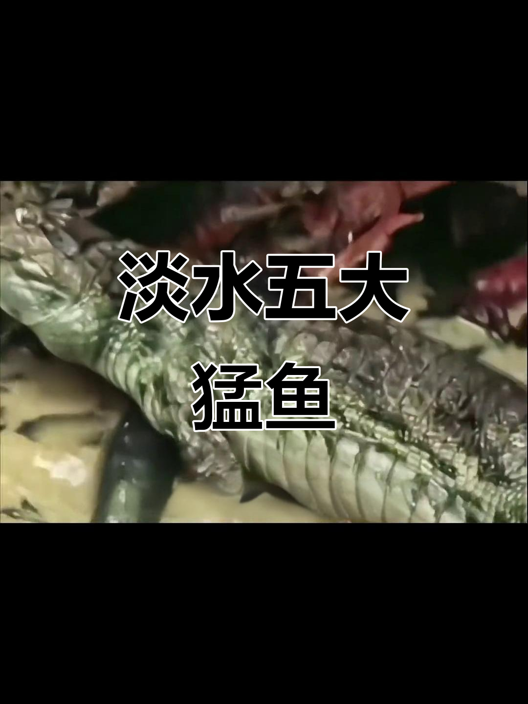 淡水五大最凶猛鱼类,电鳗、食人鱼上榜