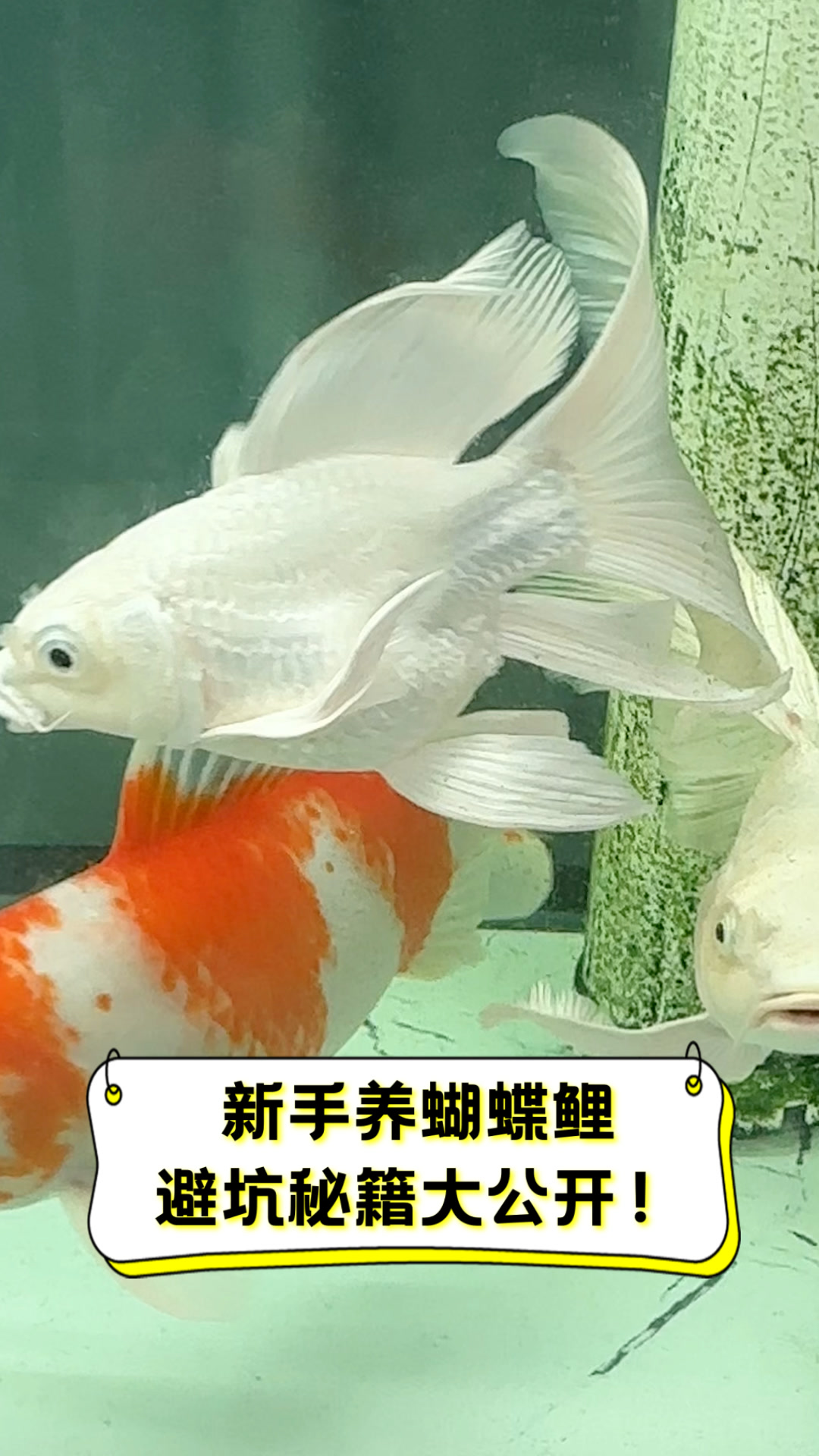 新手养蝴蝶鲤,避坑秘籍大公开!