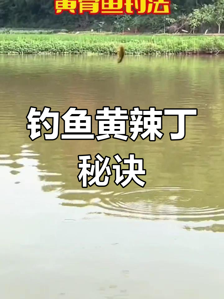 黄骨鱼垂钓技巧大揭秘,夜钓最佳时机