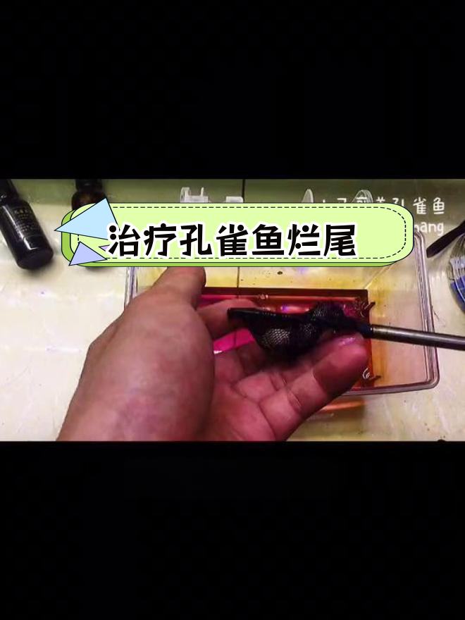 孔雀鱼烂尾治疗全过程:细菌交叉感染处理