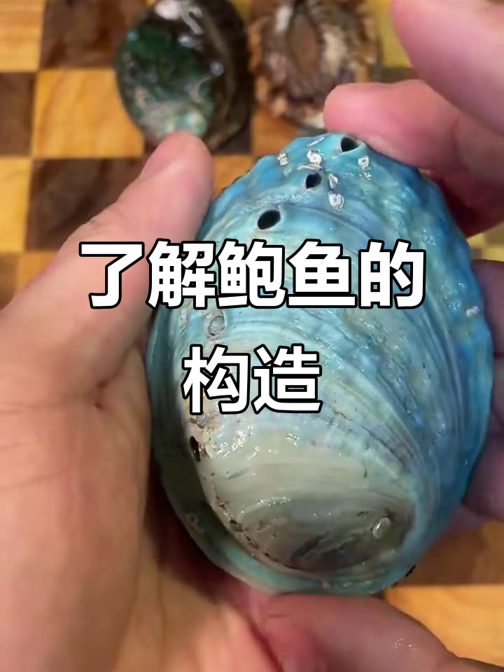 鲍鱼内部结构揭秘,哪些部位能吃?