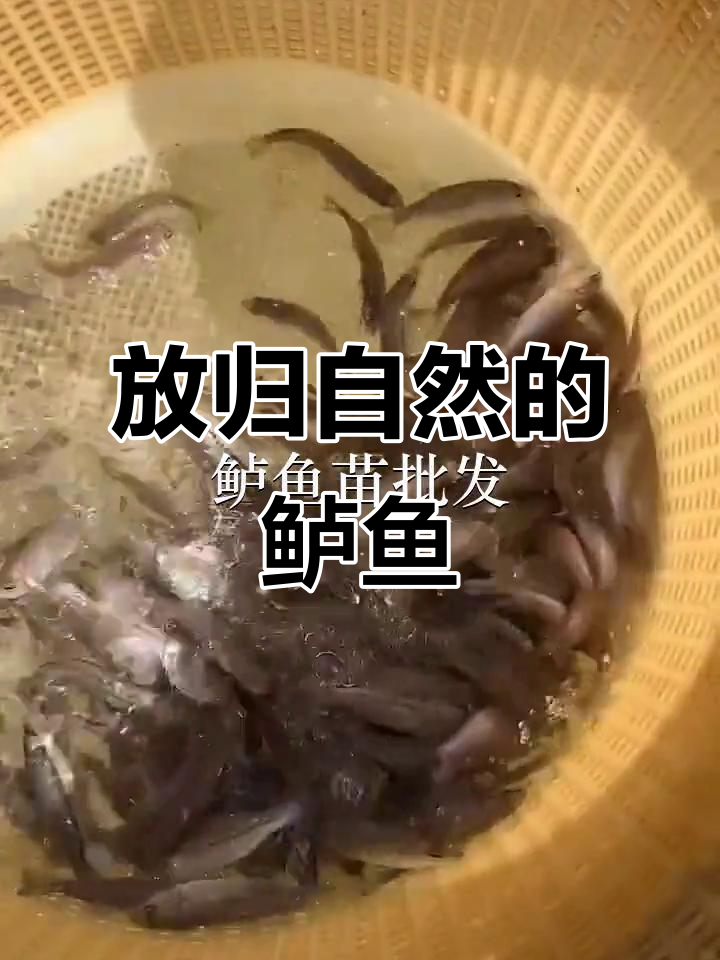 鲈鱼苗放生,回归自然