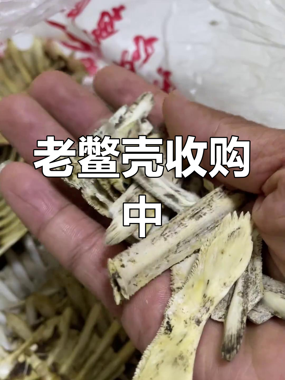 甲鱼壳大量收购,吃席遇到的老鳖科别错过