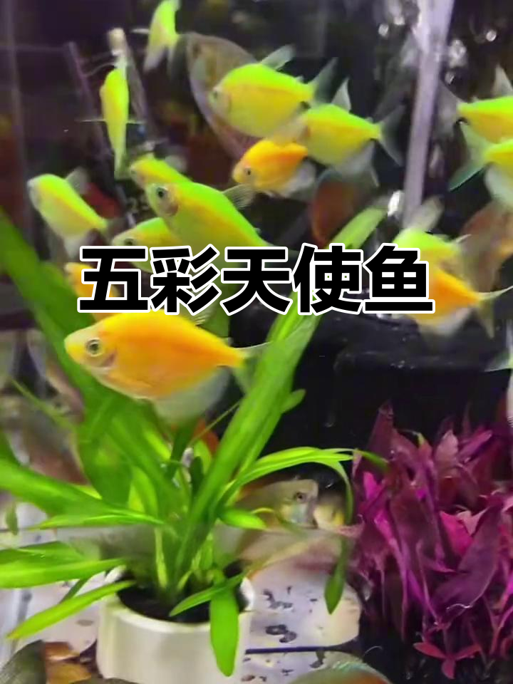 天使鱼:五彩缤纷,皮实耐养,超便宜!