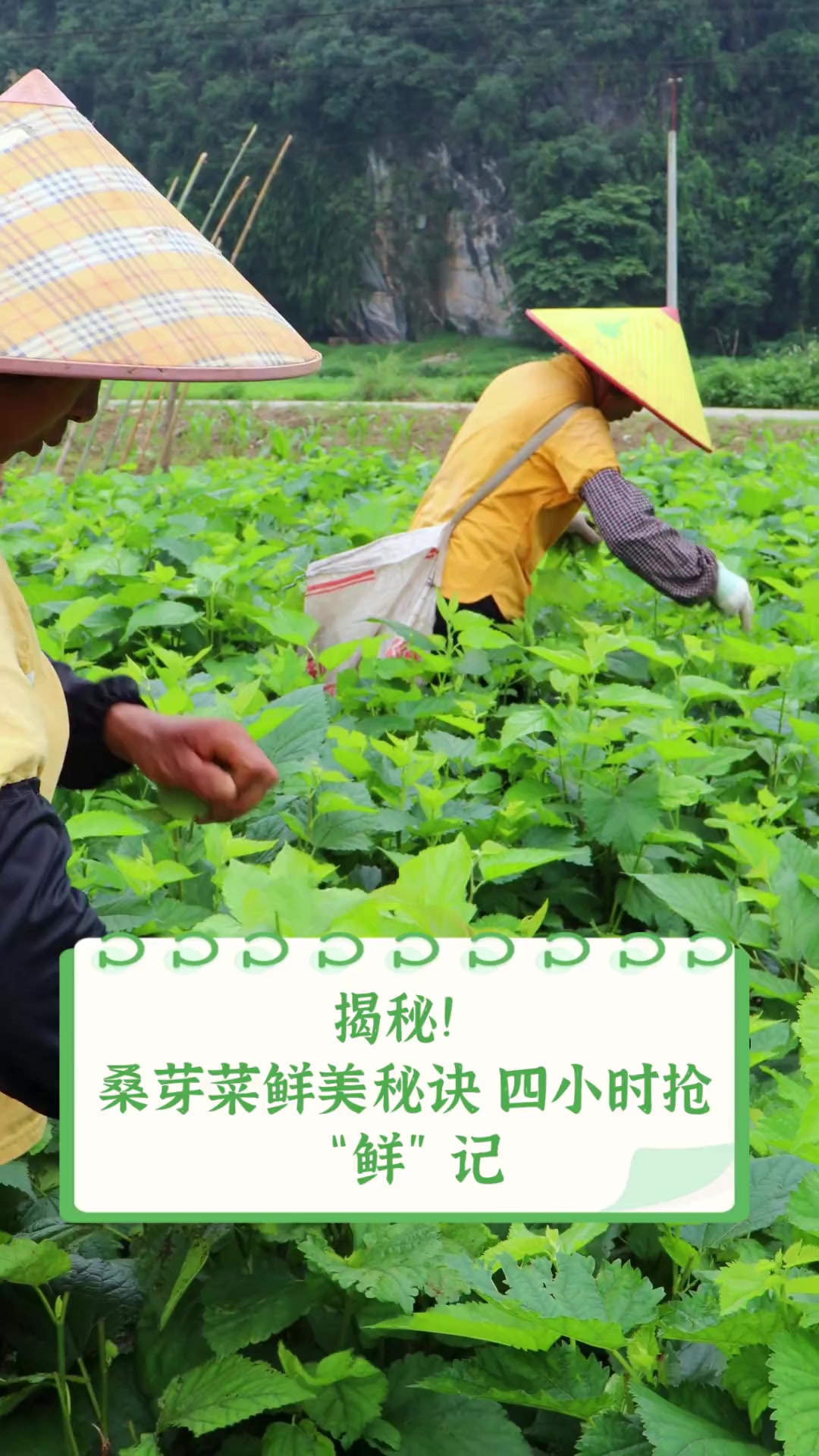 揭秘!桑芽菜鲜美秘诀,四小时抢“鲜”记