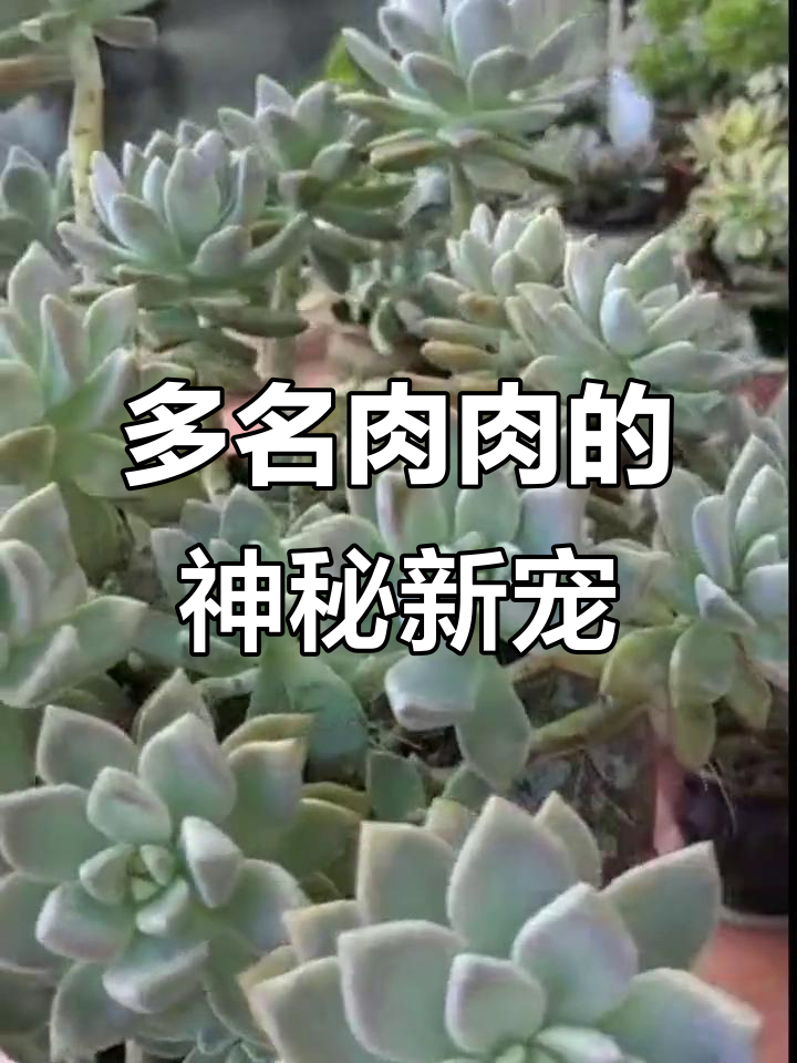 幽灵公主:美人龙叶杂交,多肉植物中的独特品种