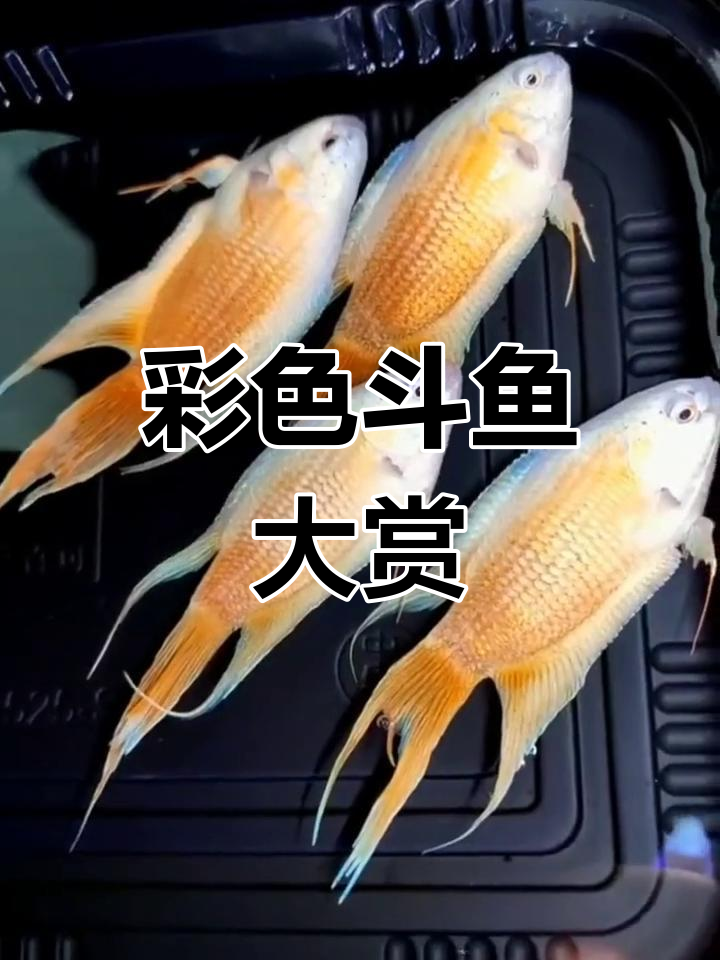 多种斗鱼品种,色彩斑斓,各具特色