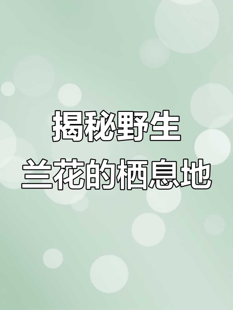 兰花生长的秘密:从山间到森林深处,探秘兰花的生存环境
