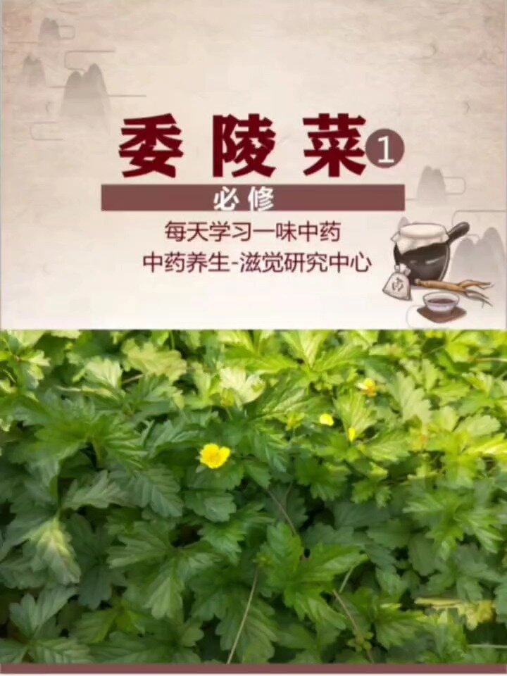 每天一味中药,委陵菜