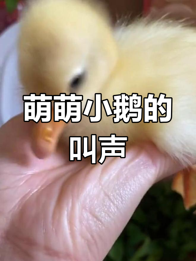 小鹅叫声萌翻了,翅膀扑腾超可爱