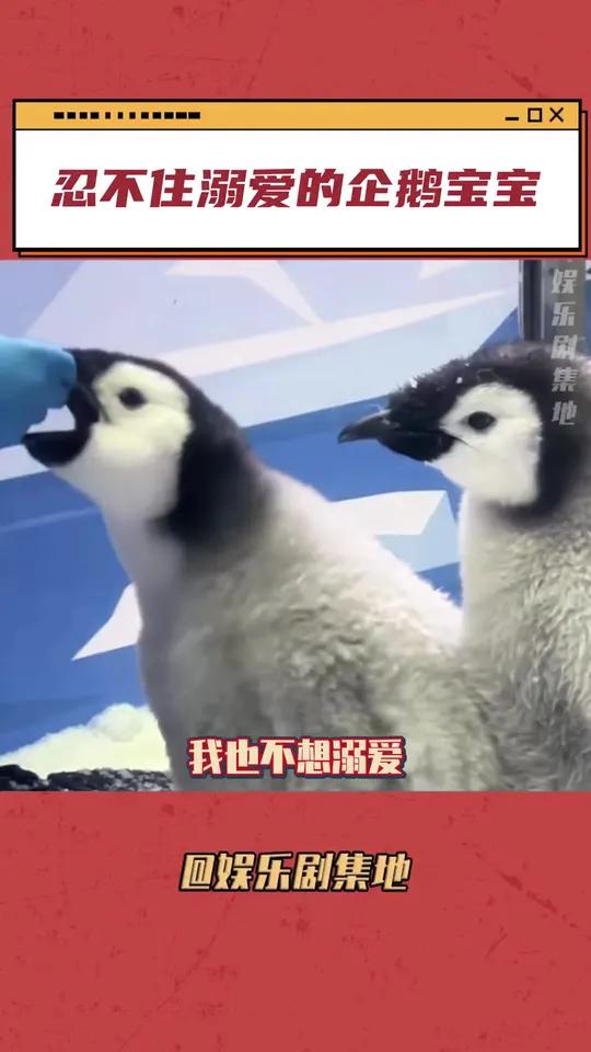 谁能拒绝会玩滑滑梯的企鹅啊 企鹅 暖冬游长隆 长隆企鹅 企鹅宝宝 珠海长隆海洋王国