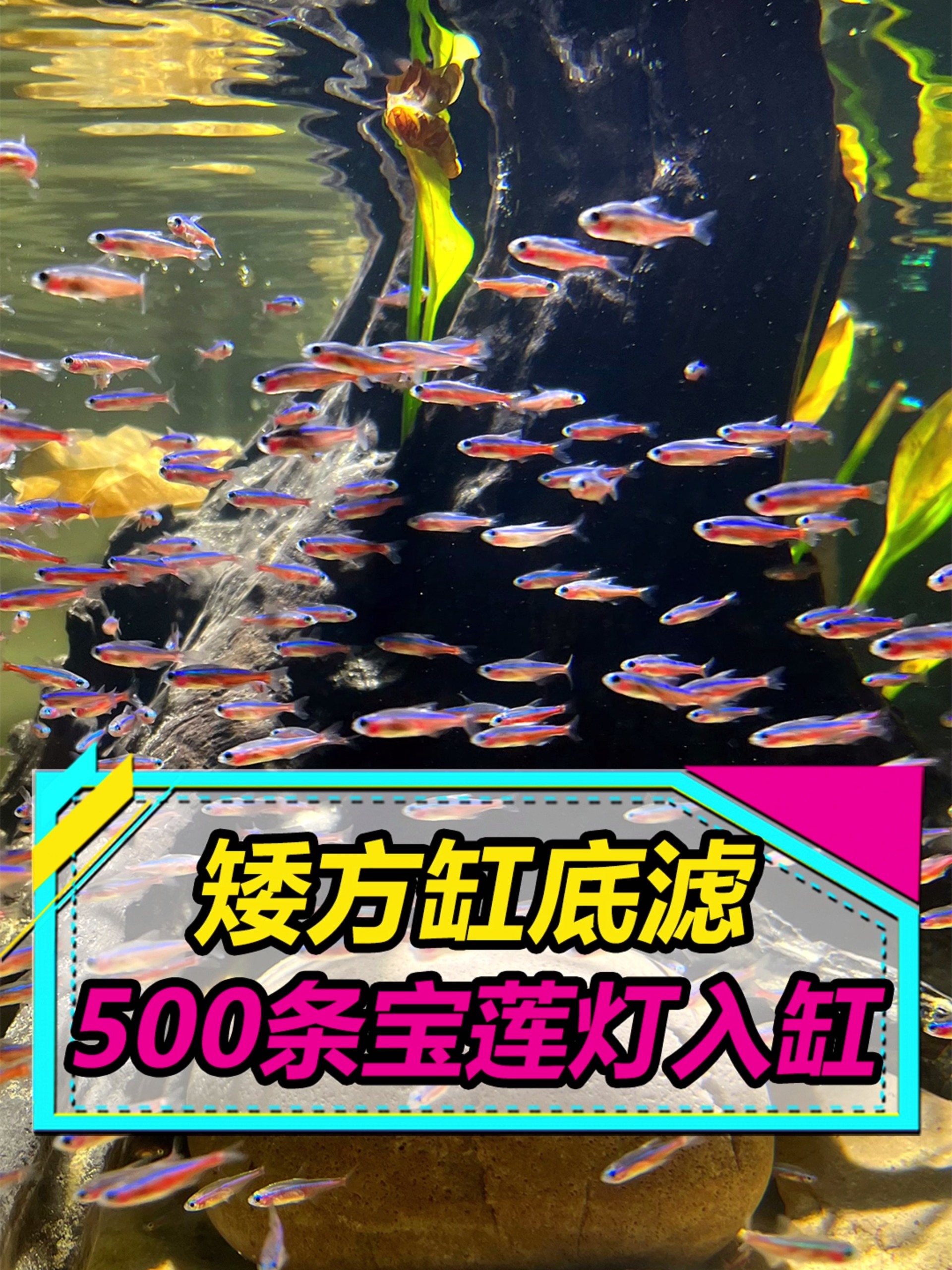 500条宝莲灯鱼入缸,感觉还是缺点鱼~