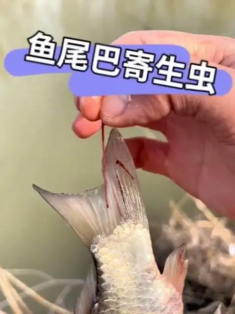 别贪嘴，遇到这种尾巴有红线条的鱼，最好别吃！