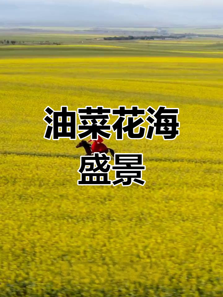 7月昭苏油菜花海,遍地金黄,免费赏景