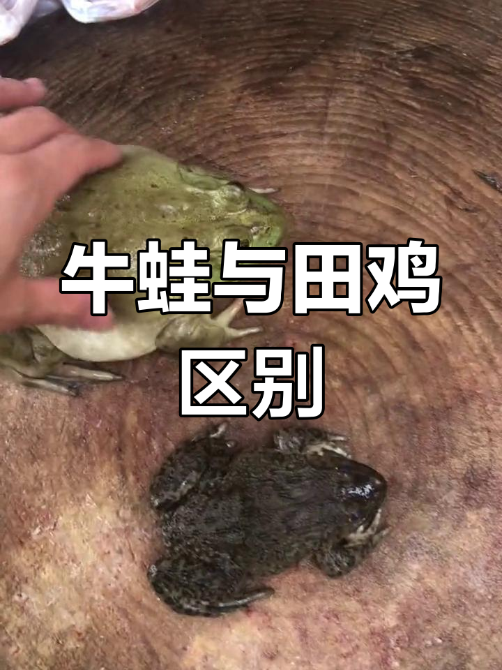 牛蛙和田鸡的区别,哪个更适合当宠物?