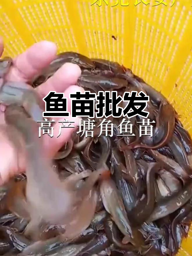 优质鱼苗批发,覆盖东莞、佛山等地
