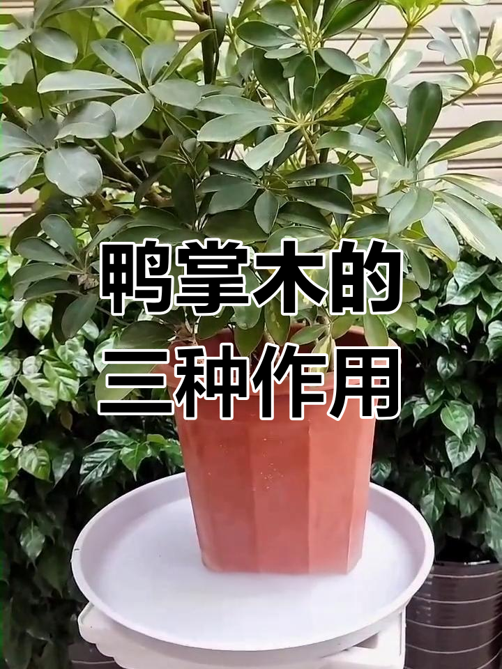 冬至家中摆吉祥树,三大功效你了解吗?