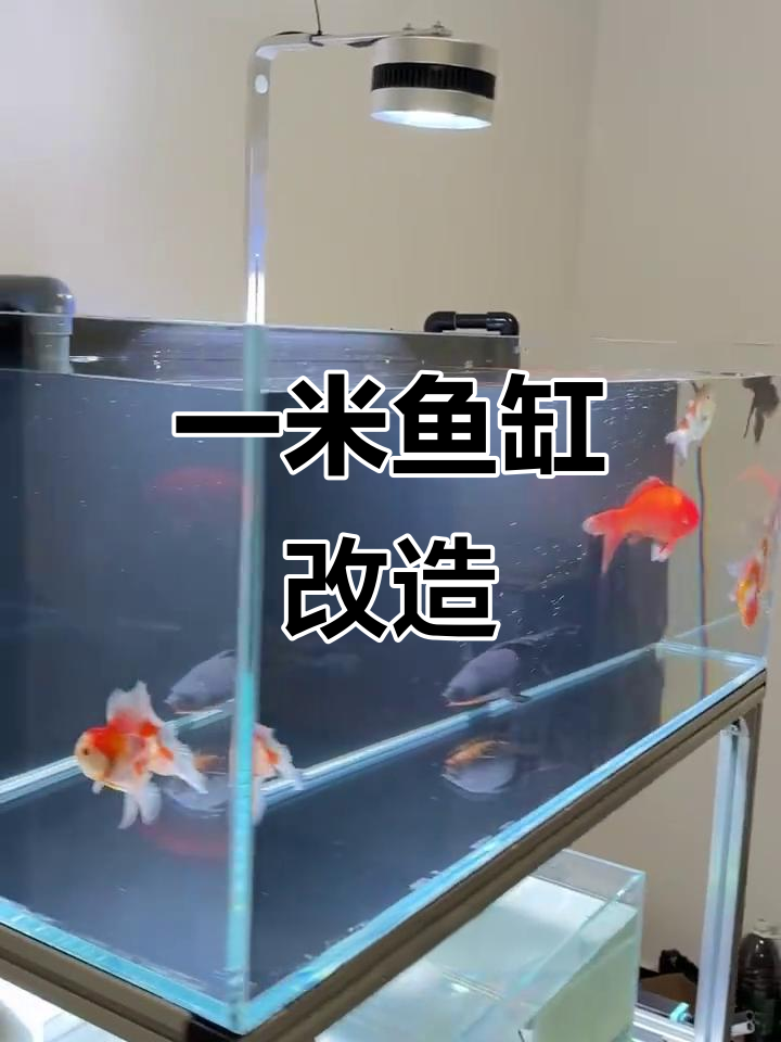 打造一米鱼缸,背滤新形态,效果令人期待!