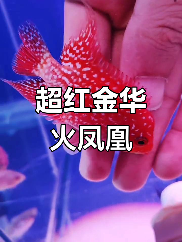 福建粉丝大哥的爆红罗汉鱼