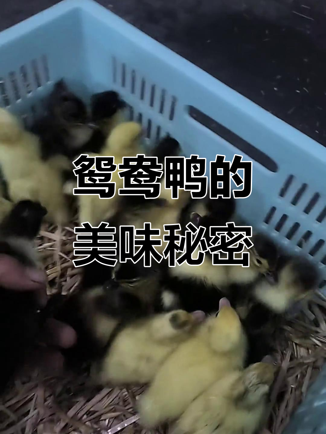 鸳鸯鸭肉质鲜美，公母各有特色，堪称禽类美味之选