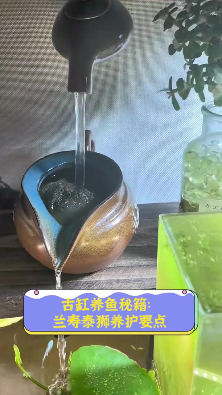 古缸养鱼秘籍:兰寿泰狮养护要点