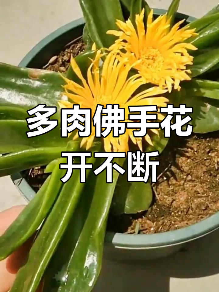 佛手掌托金:四季开花的多肉植物,养护全攻略
