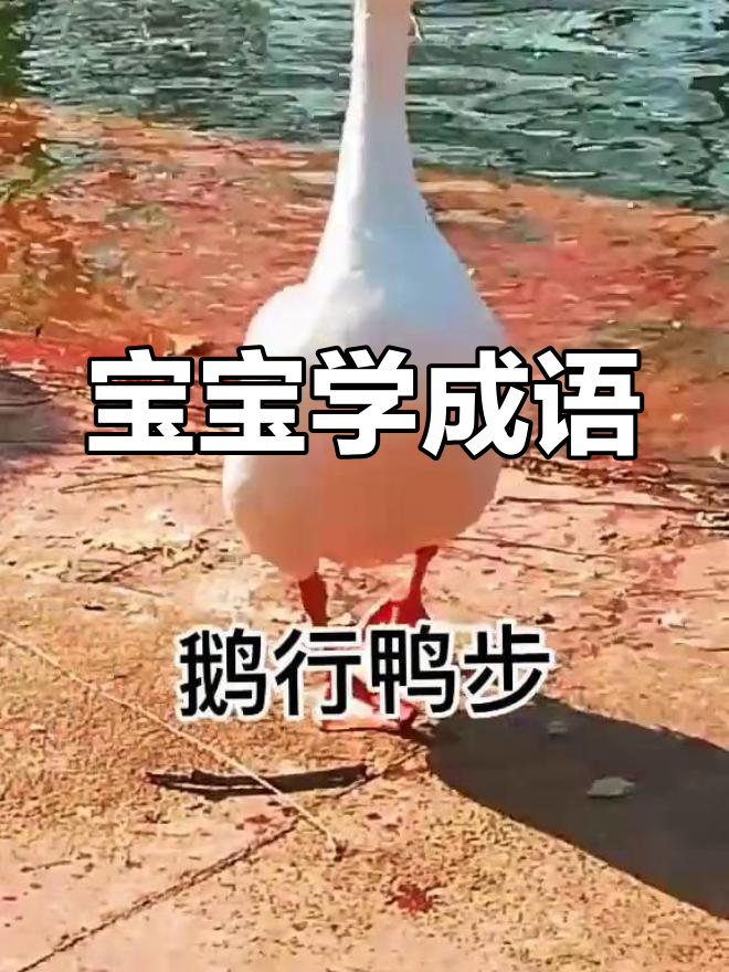 鹅行鸭步,走路慢悠悠