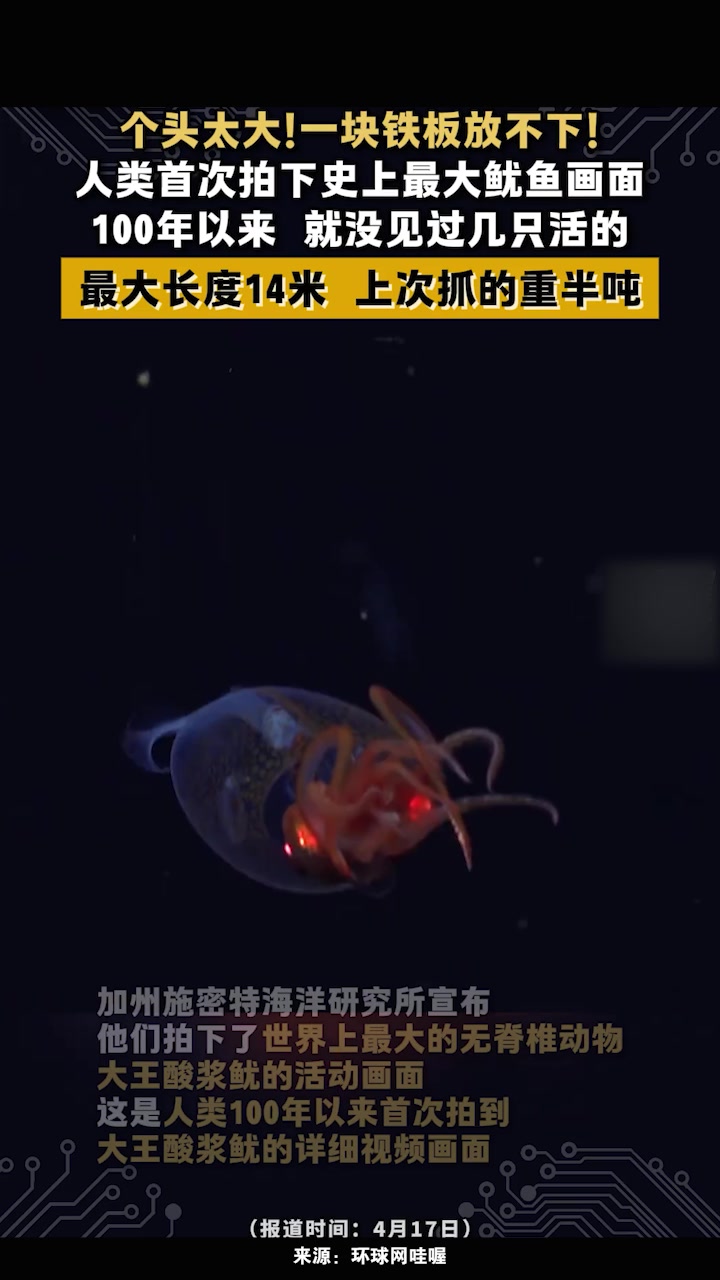 人类首次拍下史上最大鱿鱼画面,这种鱿鱼极其罕见,100年以来没几只活的