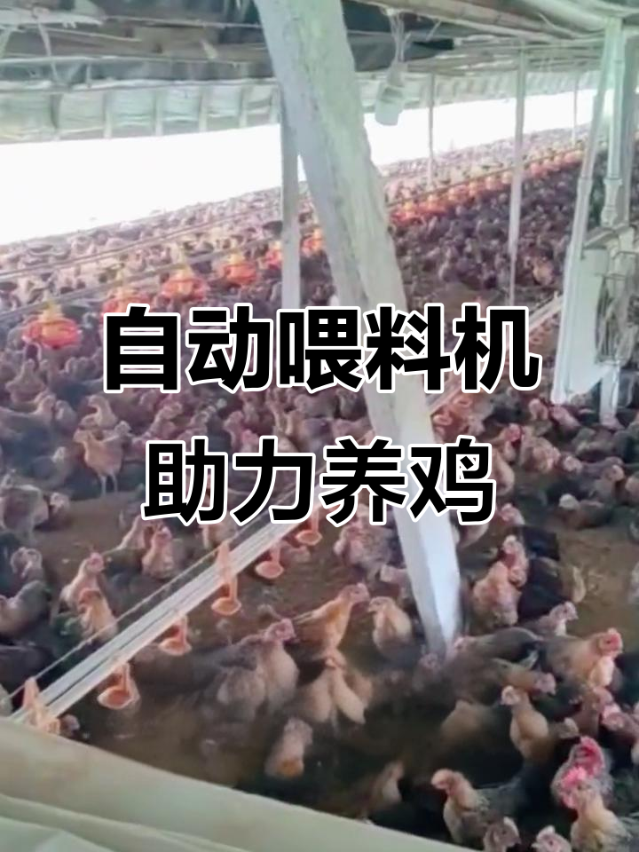 养鸡场自动化喂料,轻松省时又高效